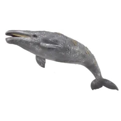 Gray Whale