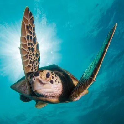 Museums & Galleries Karnet kwadrat z kopert� Green Turtle