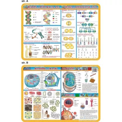 Visual System Podk�adka edukacyjna. Budowa i replikacje DNA
