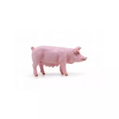 Maciora