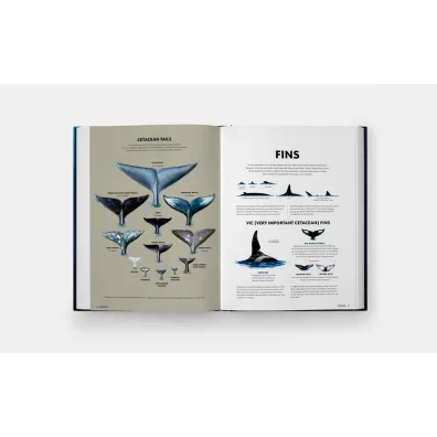 Mysteries of Marine Mammals. An Illustrated Guide to Whales, Dolphins, and Porpoises