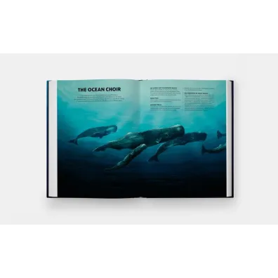 Mysteries of Marine Mammals. An Illustrated Guide to Whales, Dolphins, and Porpoises