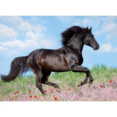 Puzzle 200 el. Pi�kno konia Ravensburger