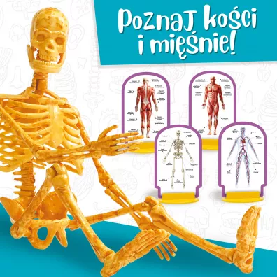 Ma�y Geniusz - Poznaj cia�o cz�owieka Lisciani