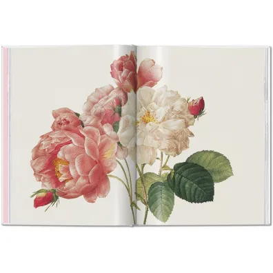 Redoute. Roses wer. angielska