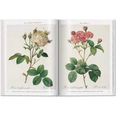 Redoute. Roses wer. angielska