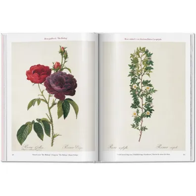 Redoute. Roses wer. angielska
