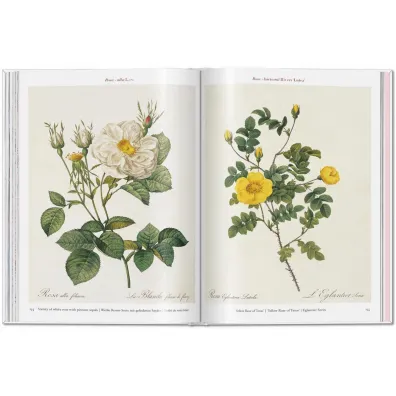 Redoute. Roses wer. angielska