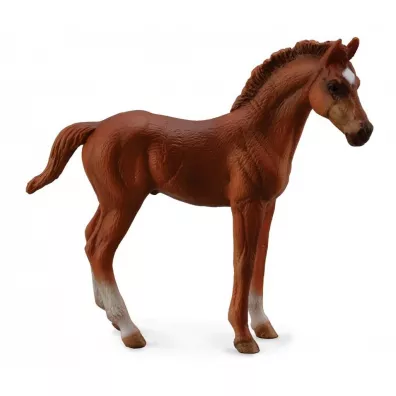 rebi Thoroughbred Foal Standing Chesnut