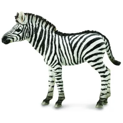 Zebra Foal