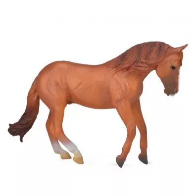 Ogier rasy Australian stock horse kasztan