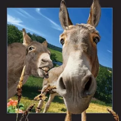 Worth Keeping Poczt�wka 3D Osio�