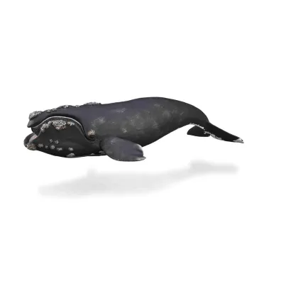 Wale�