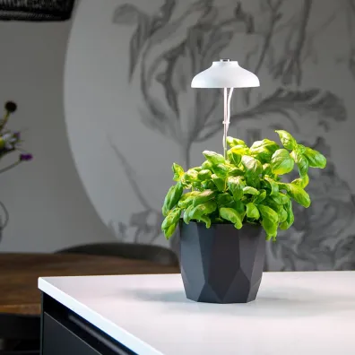 Esschert Design Lampa LED do wzrostu rolin regulowana