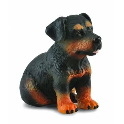 Pies rottweiler szczeniak