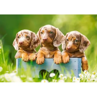 Puzzle 500 el. Cute Dachshunds Castorland