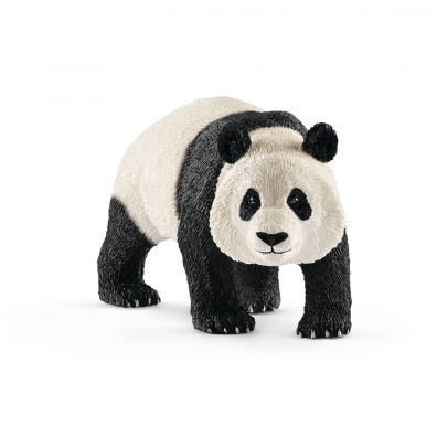 Panda Wielka samiec