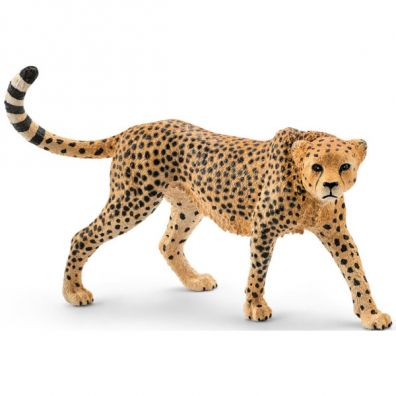 Gepard samica