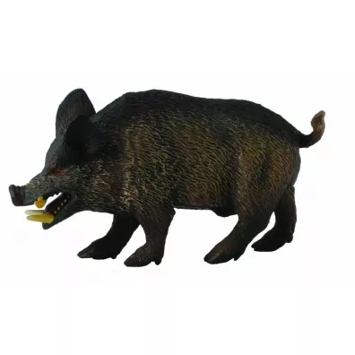 Collecta. Dzik odyniec