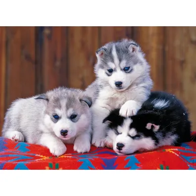 Puzzle 200 el. XXL Szczeni�ta Husky 128235 Ravensburger
