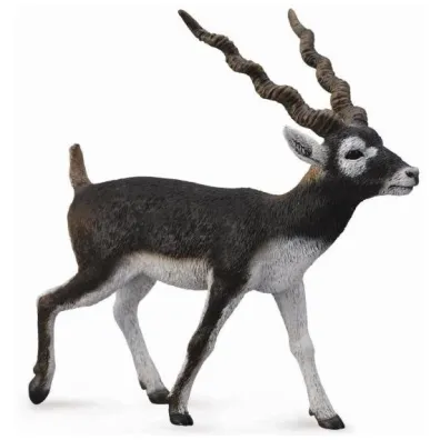 Antylopa Blackbuck