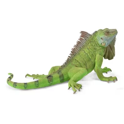 Iguana