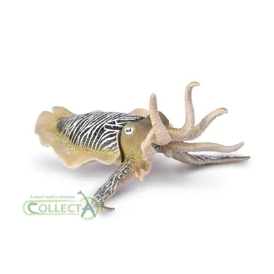 Collecta. M�twa pospolita