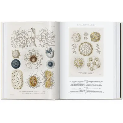 The Art and Science of Ernst Haeckel. 40th Ed. wer. angielska