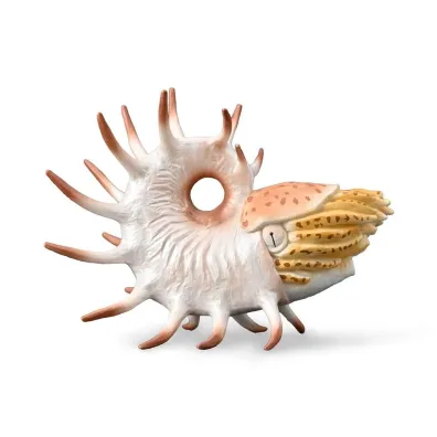 Cooperoceras