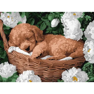 Ideyka Malowanie po numerach - �pi�cy pudel 30x40cm
