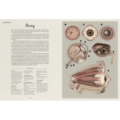 Anatomicum. Muzeum Anatomii