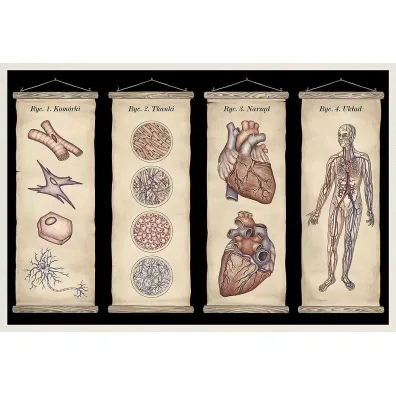 Anatomicum. Muzeum Anatomii
