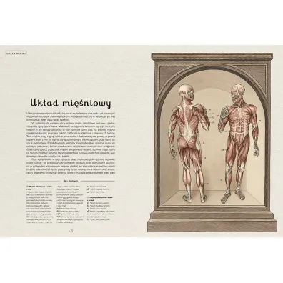 Anatomicum. Muzeum Anatomii