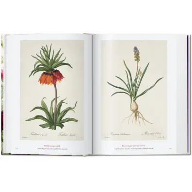 Redout�. The Book of Flowers wer. angielska