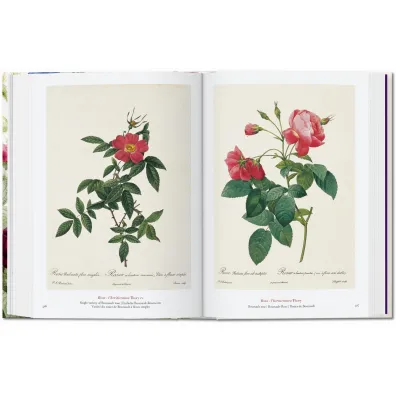 Redout�. The Book of Flowers wer. angielska