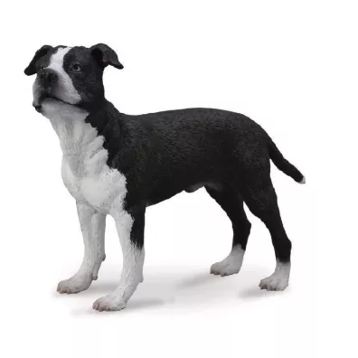Pies ameryka�ski saffordshire terrier