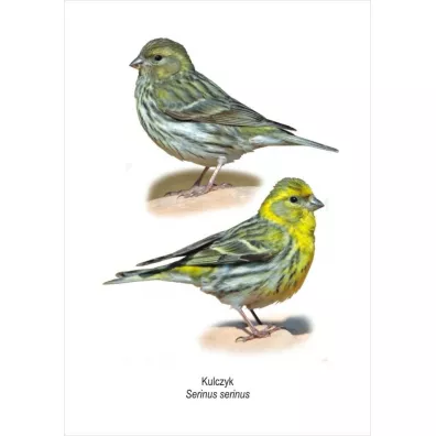 Koliber Obraz A4 Kulczyk