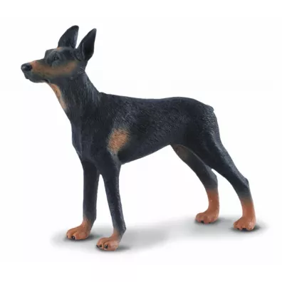 Pies doberman