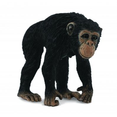 Szympans samica M