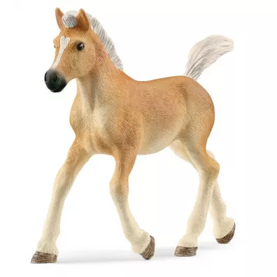 �rebak rasy haflinger slh13951
