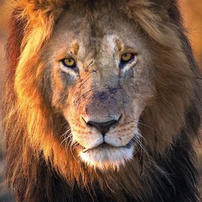 Museums & Galleries Karnet kwadrat z kopert� Male Lion