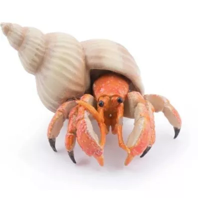 Krab pustelnik