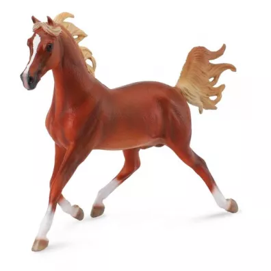Ko arabski stallion chestnut