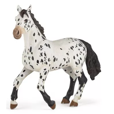 Ko� Appaloosa