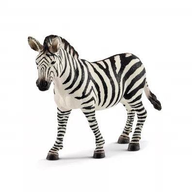 Zebra samica