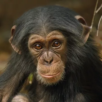 Museums & Galleries Karnet kwadrat z kopert� Baby Chimp