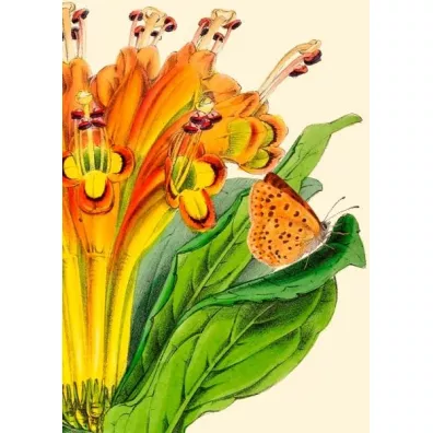 Madame Treacle Karnet B6 z kopert� Alstromeria
