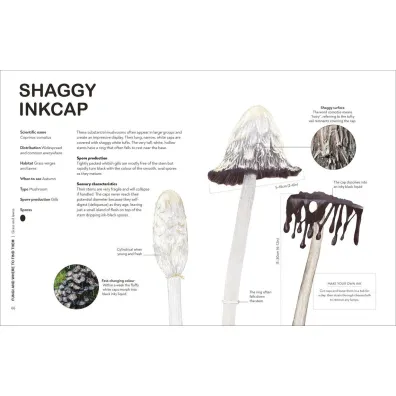 RHS Fungi for Gardeners