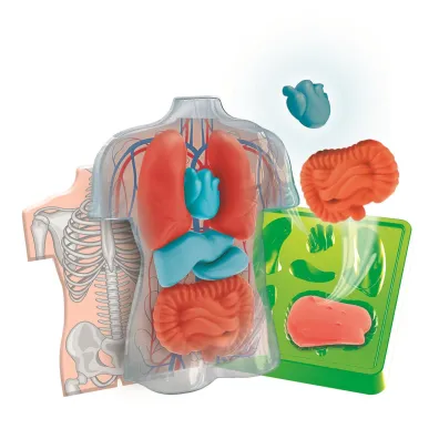 Anatomia zestaw kreatywny Clementoni