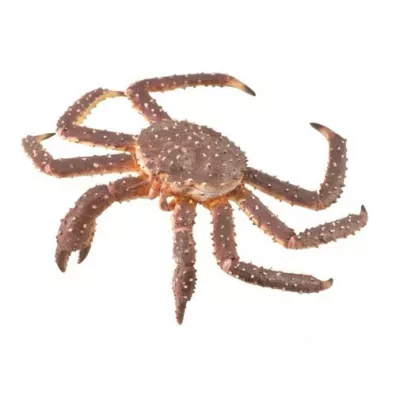Krab krlewski